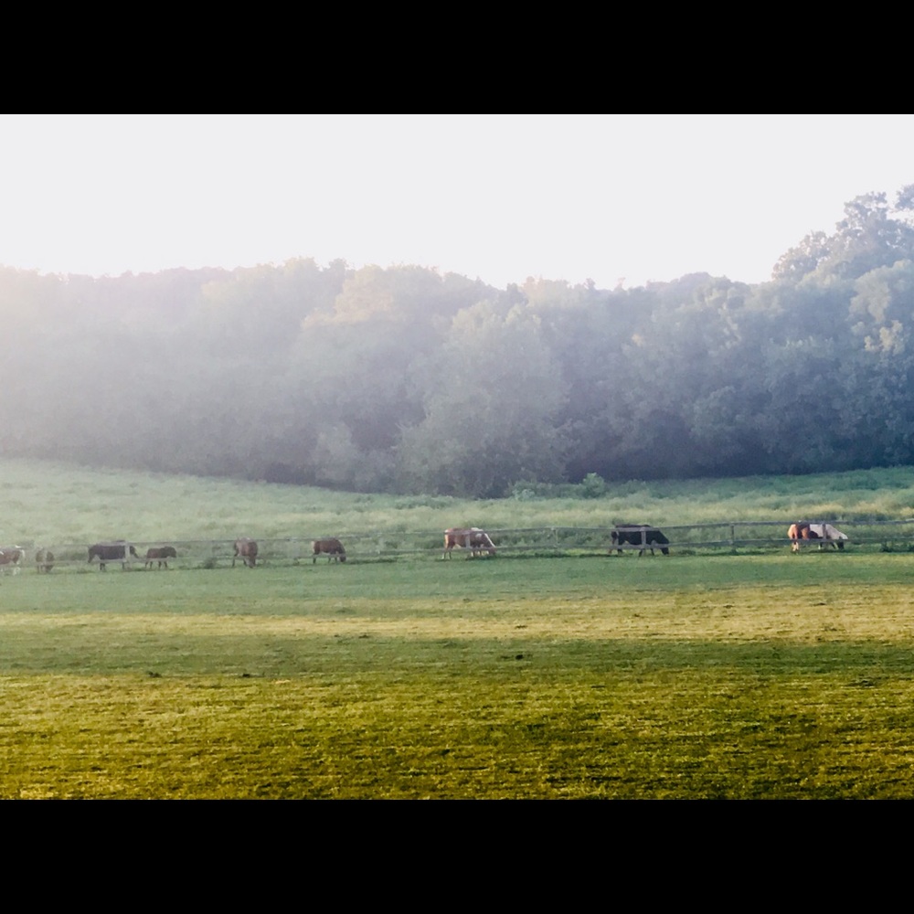 Meet your Posher, Megeara